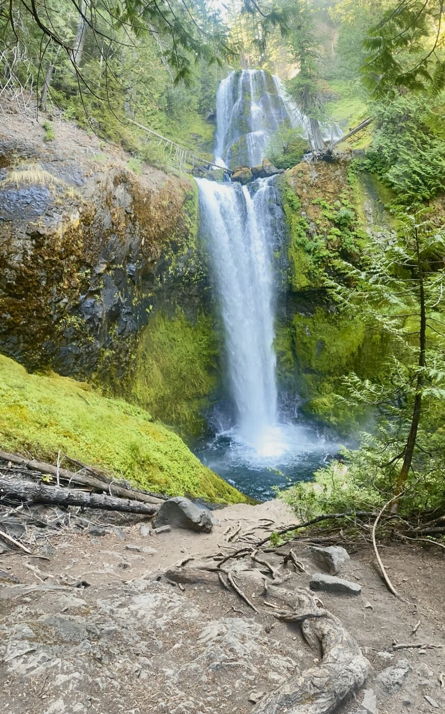 Forest waterfall